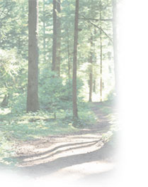 Woods